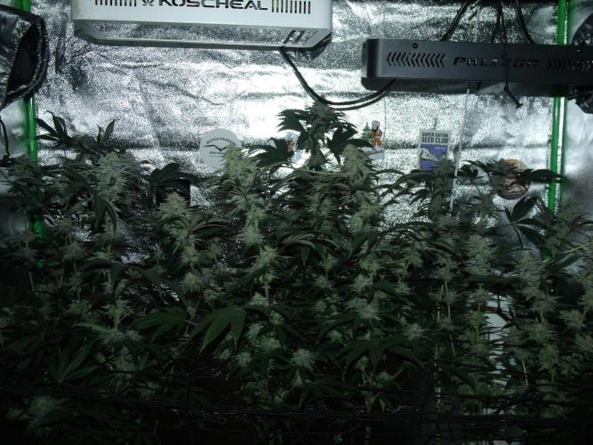 Sherbet Bananas🍌, Barney's Farm. Week 16