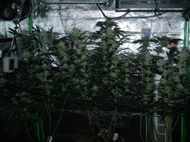 Sherbet Bananas🍌, Barney's Farm. Week 16