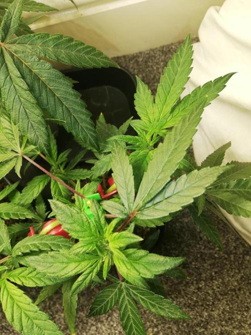 Clones from the mother, LC Runtz. Week 5