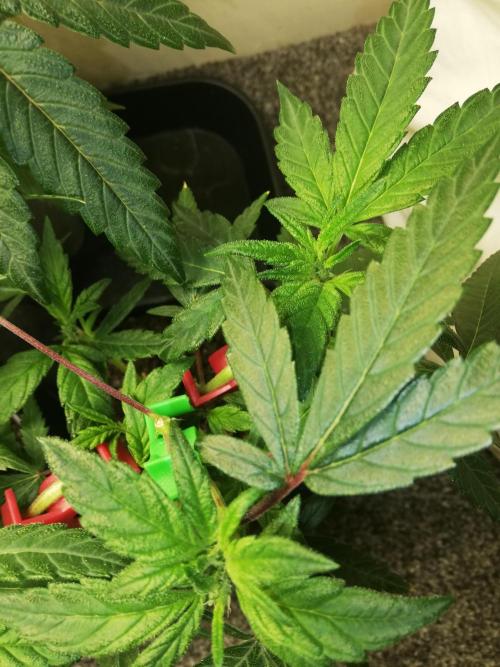 Clones from the mother, LC Runtz. Week 5