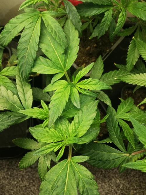 Clones from the mother, LC Runtz. Week 5