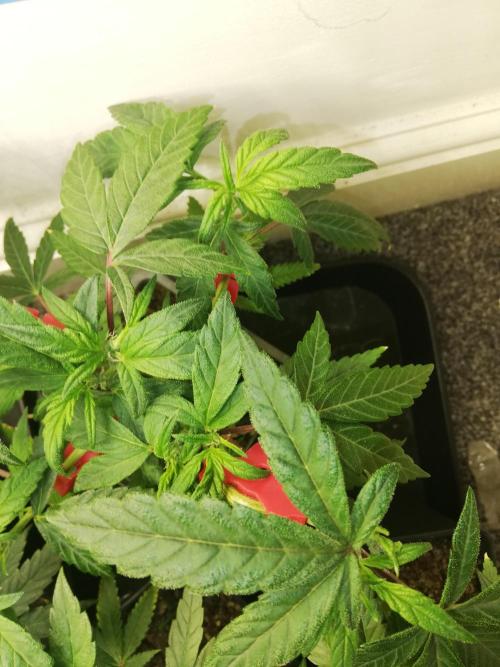 Clones from the mother, LC Runtz. Week 5