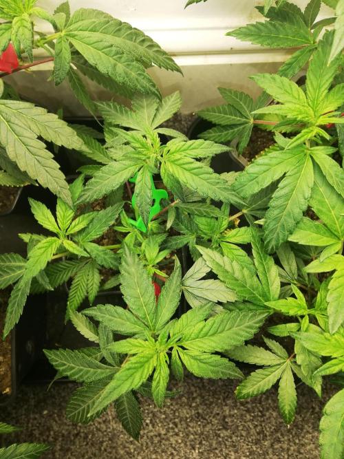 Clones from the mother, LC Runtz. Week 5