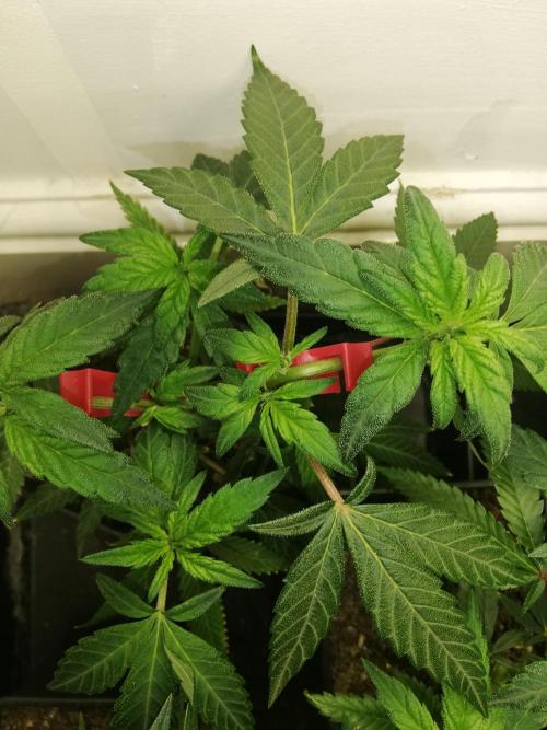 Clones from the mother, LC Runtz. Week 5