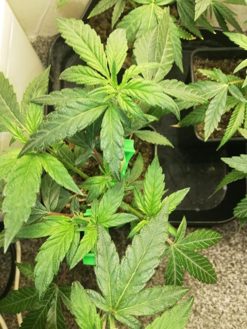 Clones from the mother, LC Runtz. Week 5