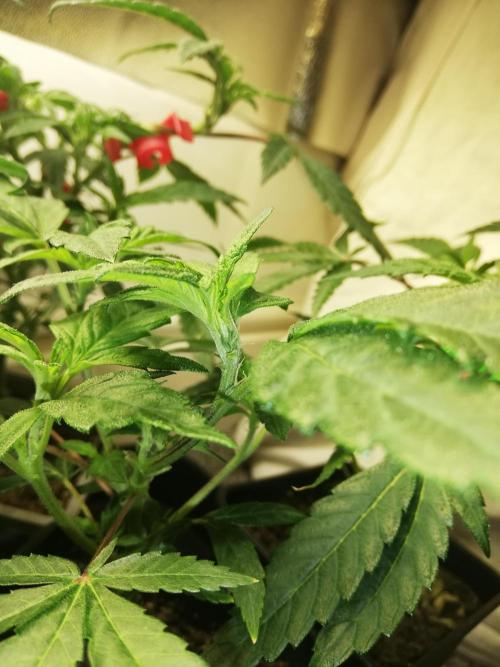 Clones from the mother, LC Runtz. Week 5