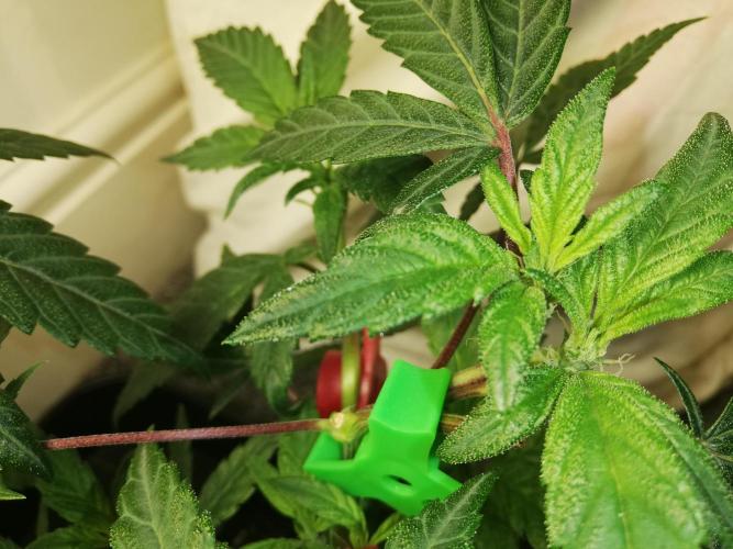 Clones from the mother, LC Runtz. Week 5