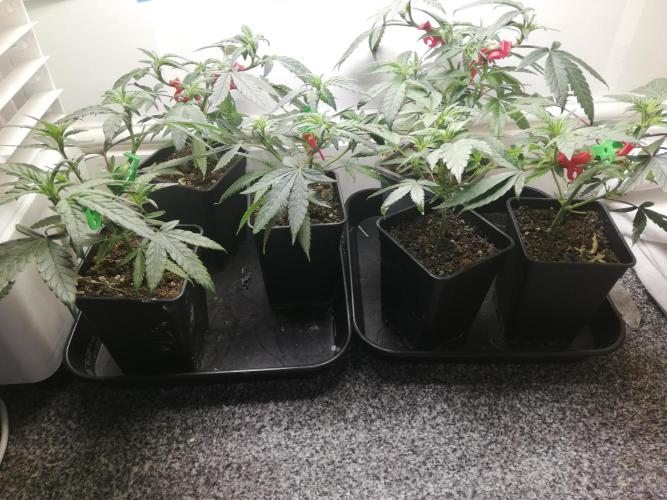 Clones from the mother, LC Runtz. Week 5