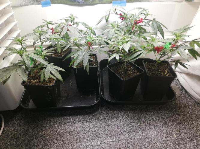 Clones from the mother, LC Runtz. Week 5