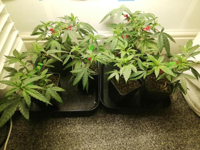 Clones from the mother, LC Runtz. Week 5