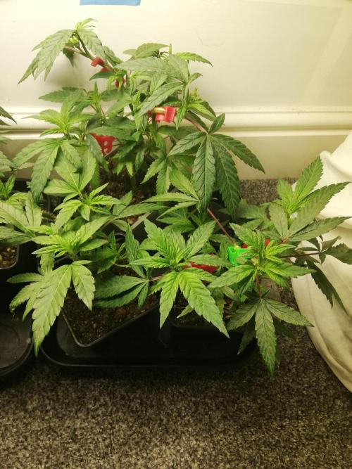 Clones from the mother, LC Runtz. Week 5