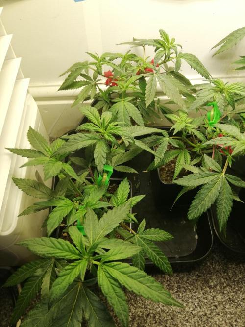 Clones from the mother, LC Runtz. Week 5