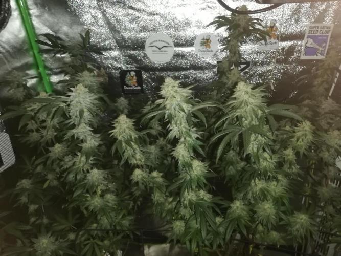 Sherbet Bananas🍌, Barney's Farm. Week 18