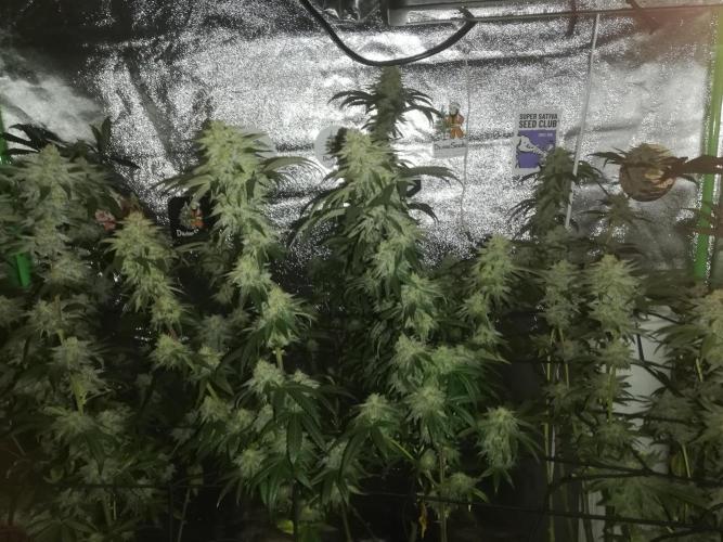 Sherbet Bananas🍌, Barney's Farm. Week 18