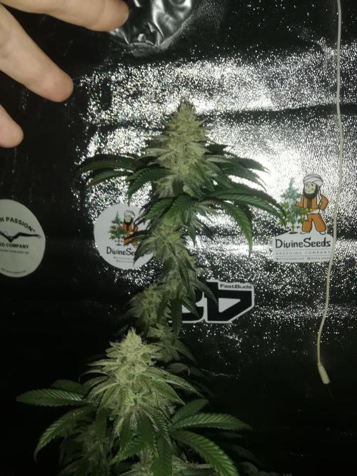 Sherbet Bananas🍌, Barney's Farm. Week 18