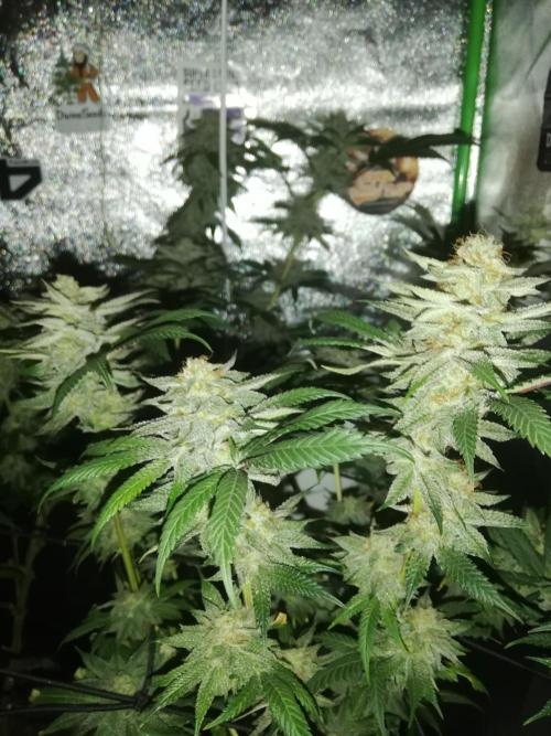 Sherbet Bananas🍌, Barney's Farm. Week 18