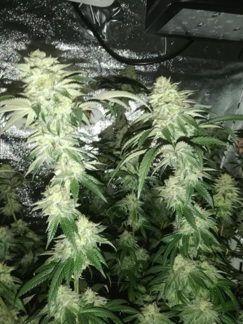 Sherbet Bananas🍌, Barney's Farm. Week 18