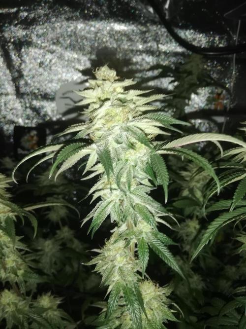 Sherbet Bananas🍌, Barney's Farm. Week 18