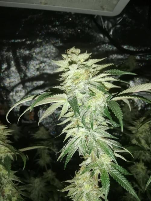 Sherbet Bananas🍌, Barney's Farm. Week 18