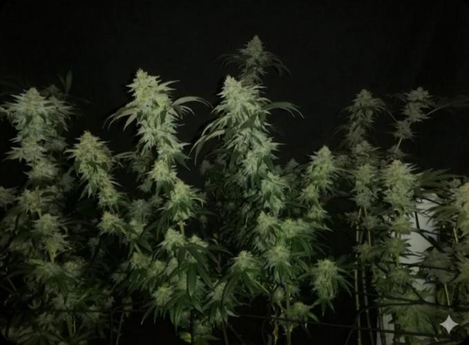 Sherbet Bananas🍌, Barney's Farm. Week 18