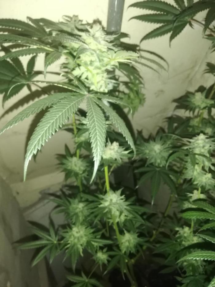 Lemon Cherry Runtz 100W LED. Week 16