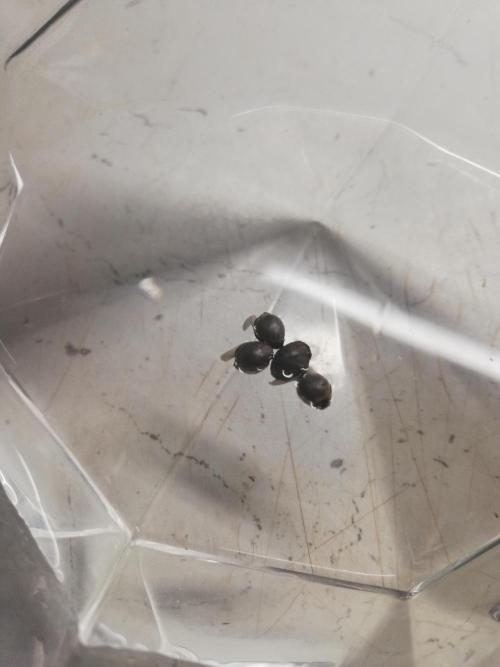 Grandpa Zombie IZI Contest. Week 0