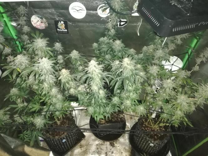 Sherbet Bananas🍌, Barney's Farm. Week 19