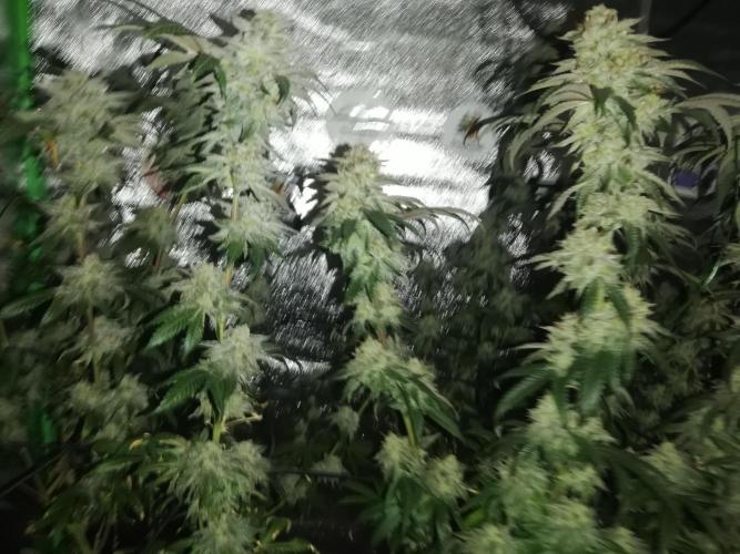 Sherbet Bananas🍌, Barney's Farm. Week 19