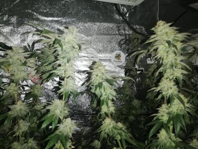 Sherbet Bananas🍌, Barney's Farm. Week 19