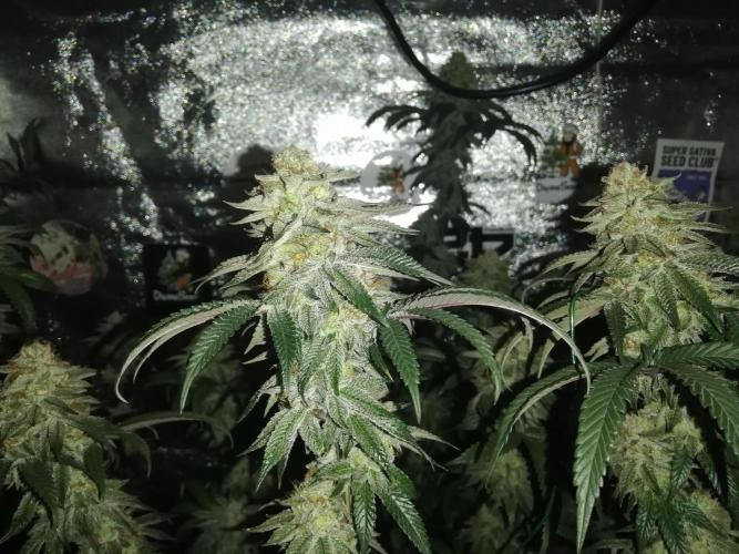 Sherbet Bananas🍌, Barney's Farm. Week 19