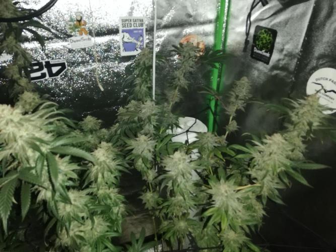 Sherbet Bananas🍌, Barney's Farm. Week 19