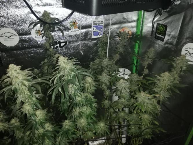 Sherbet Bananas🍌, Barney's Farm. Week 19