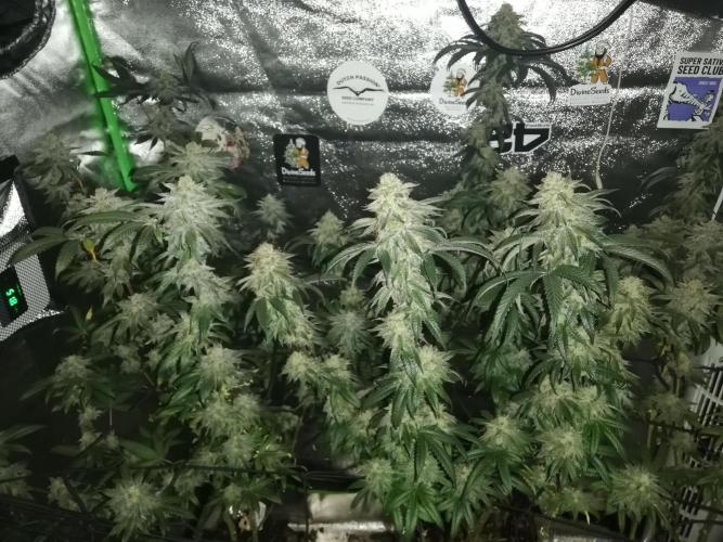 Sherbet Bananas🍌, Barney's Farm. Week 19