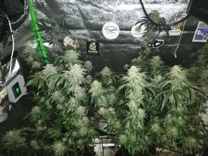 Sherbet Bananas🍌, Barney's Farm. Week 19