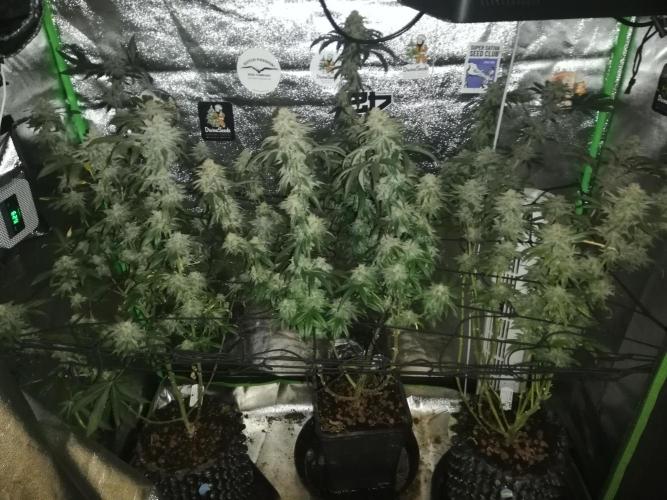 Sherbet Bananas🍌, Barney's Farm. Week 19