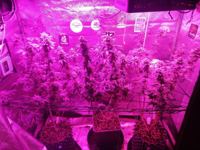 Sherbet Bananas🍌, Barney's Farm. Week 19