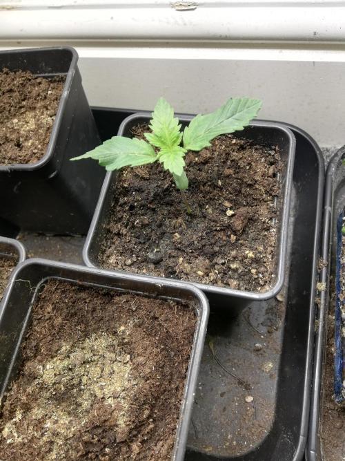 Grandpa Zombie IZI Contest. Week 1