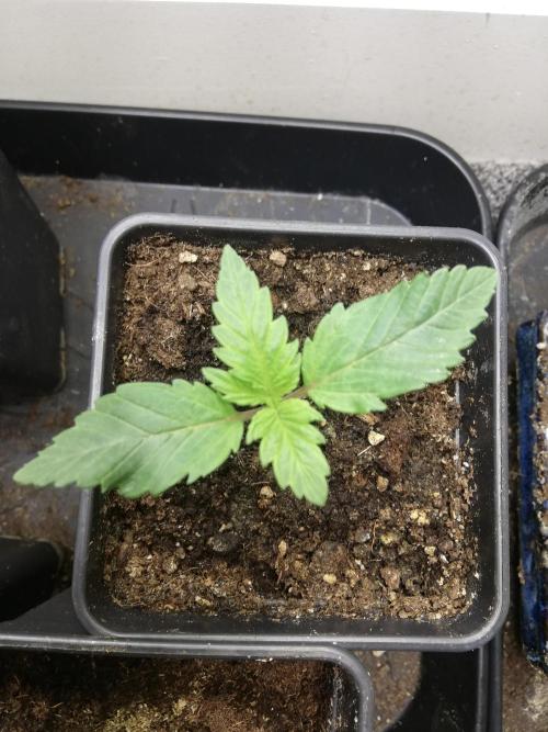 Grandpa Zombie IZI Contest. Week 1