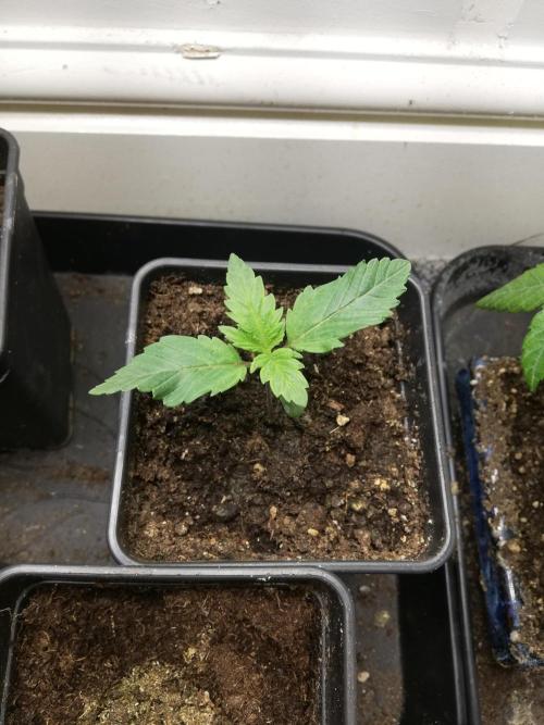 Grandpa Zombie IZI Contest. Week 1