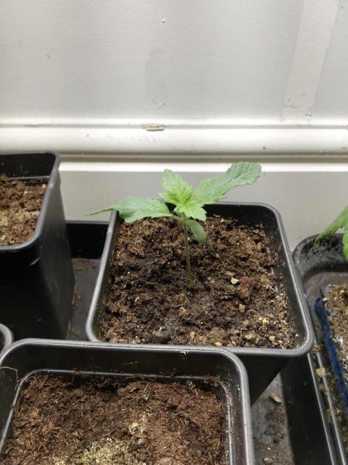 Grandpa Zombie IZI Contest. Week 1