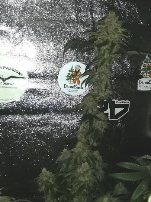 Sherbet Bananas🍌, Barney's Farm. Week 20