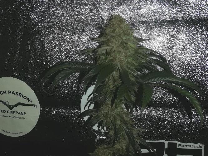 Sherbet Bananas🍌, Barney's Farm. Week 20