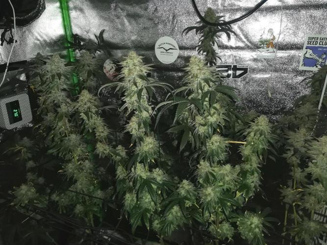 Sherbet Bananas🍌, Barney's Farm. Week 20