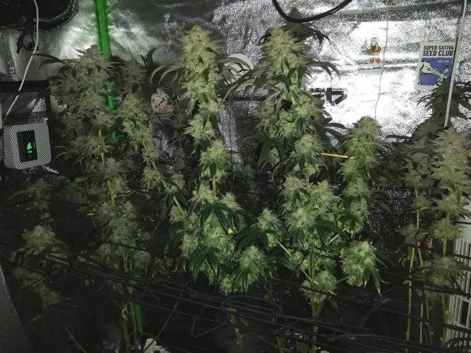 Sherbet Bananas🍌, Barney's Farm. Week 20