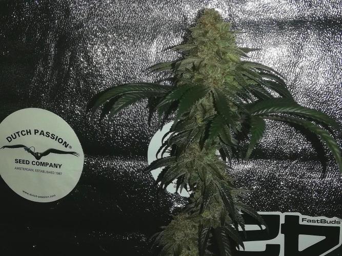 Sherbet Bananas🍌, Barney's Farm. Week 20