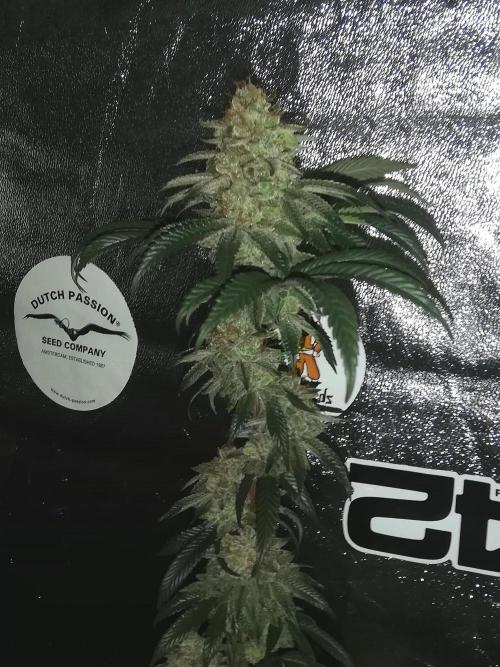 Sherbet Bananas🍌, Barney's Farm. Week 20