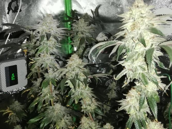 Sherbet Bananas🍌, Barney's Farm. Week 20