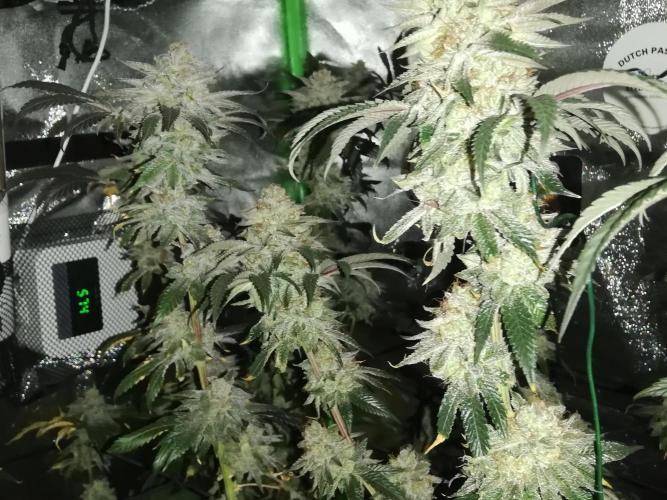 Sherbet Bananas🍌, Barney's Farm. Week 20