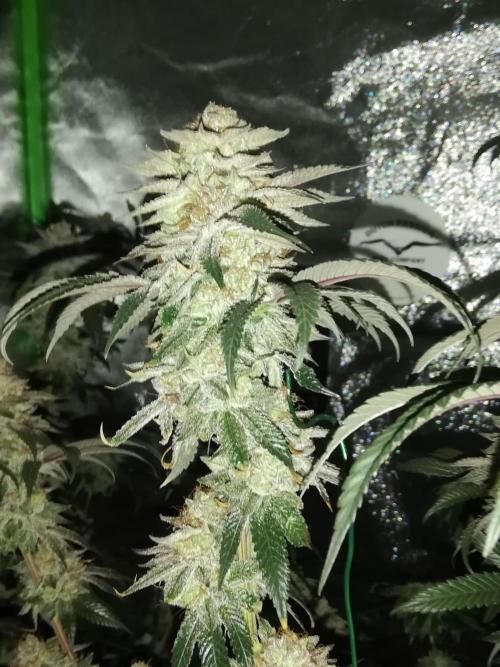 Sherbet Bananas🍌, Barney's Farm. Week 20