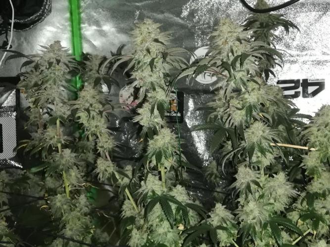 Sherbet Bananas🍌, Barney's Farm. Week 20